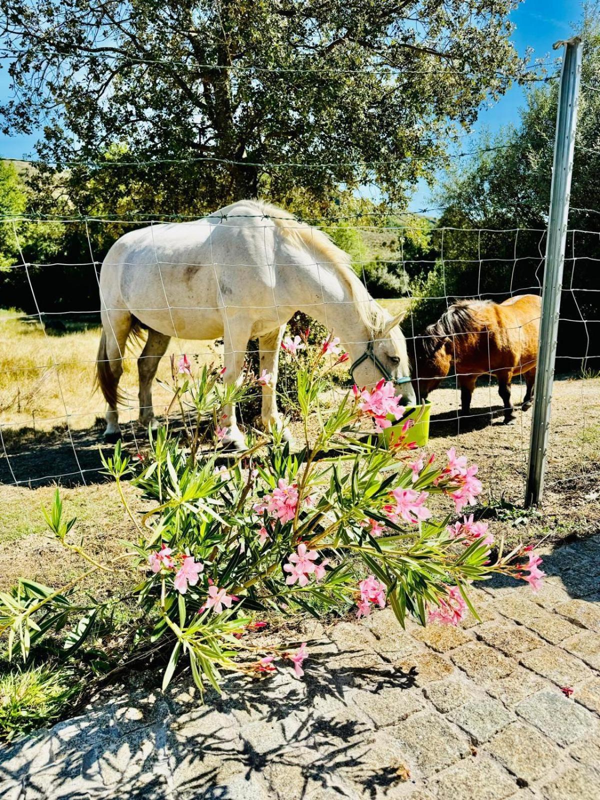 Quinta Vale Da Prata Villa Celorico Da Beira Luaran gambar